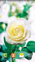 White Rose Live Wallpaper