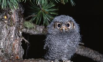 Owl Wallpapers