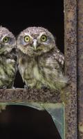 Owl Wallpapers
