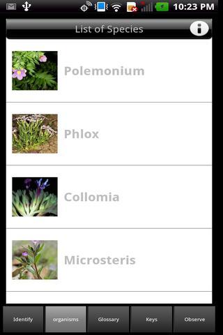 Phlox key