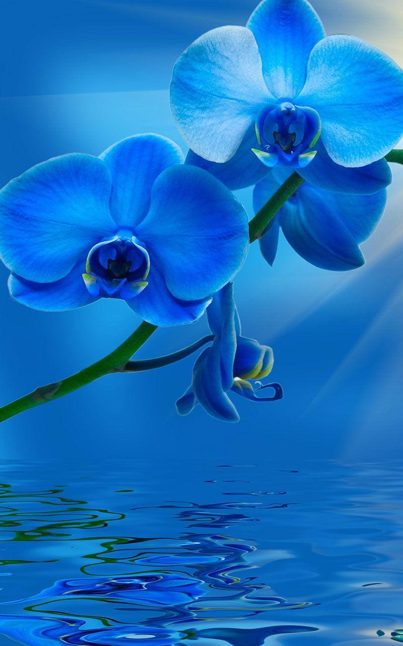 Blue Live Wallpaper