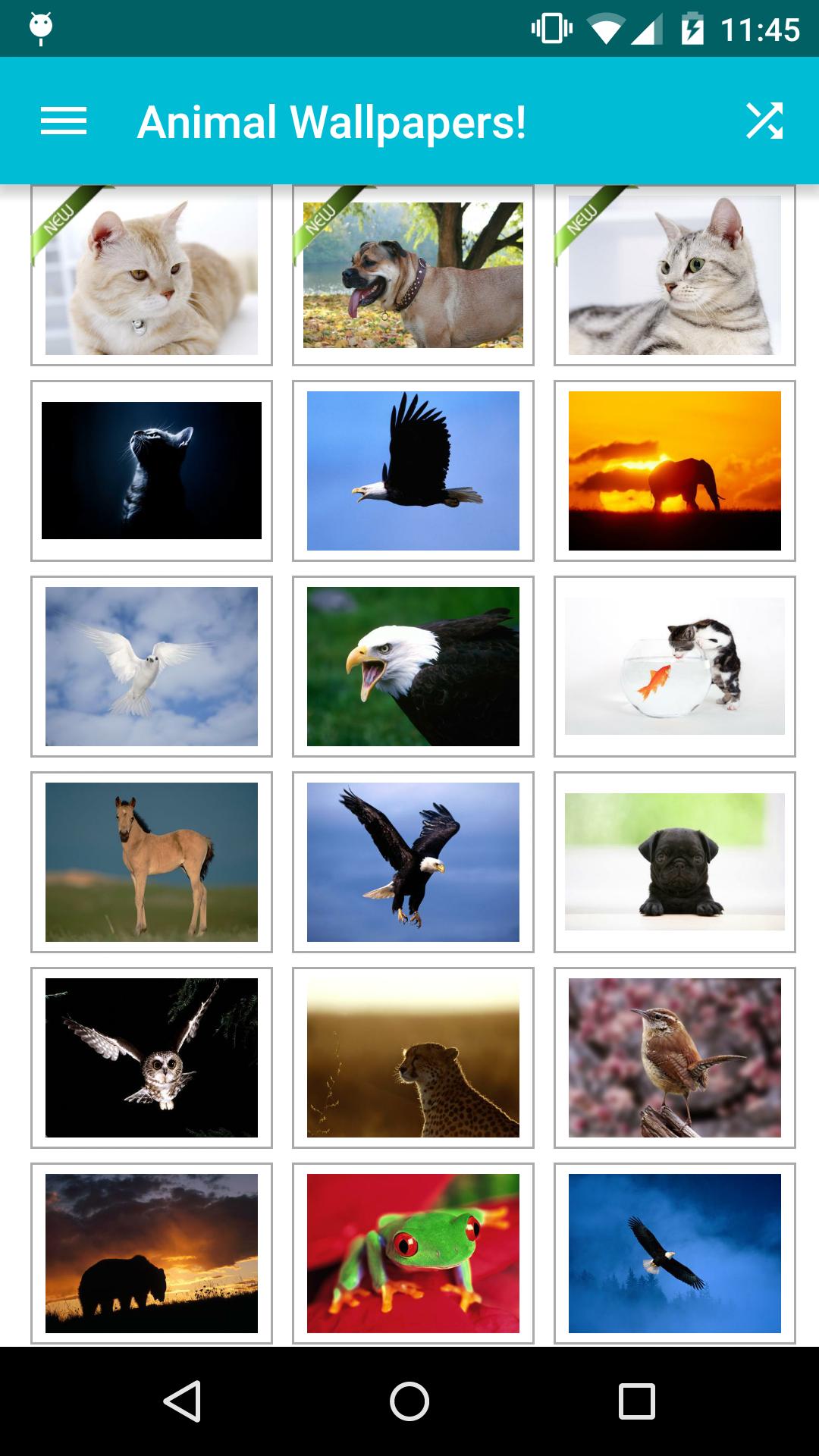 Animal Wallpapers!