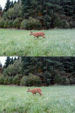 TrailCam