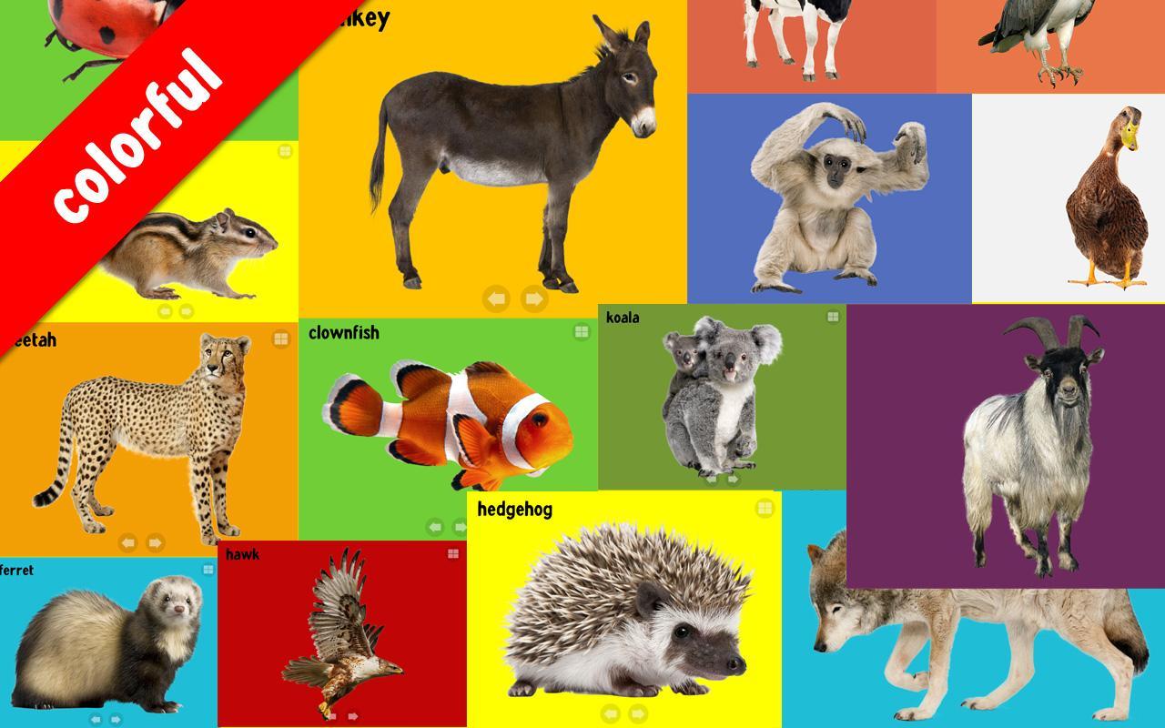 100 Animals Words for Babies