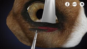 Ophthalmology in Dogs (Free)