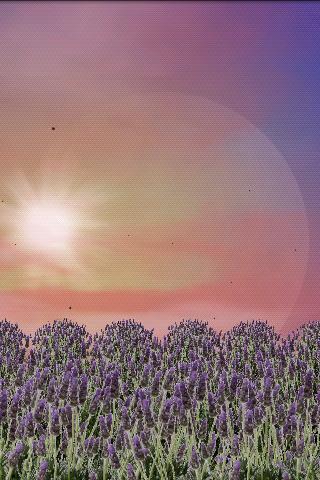 Lavender Field Free