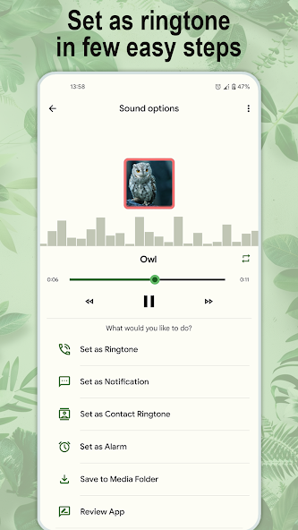 Animal and bird sounds