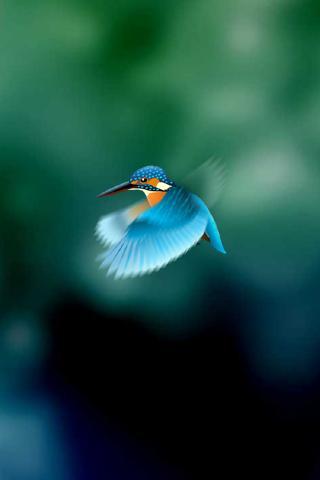 Kingfisher LiveWallpaper Trial