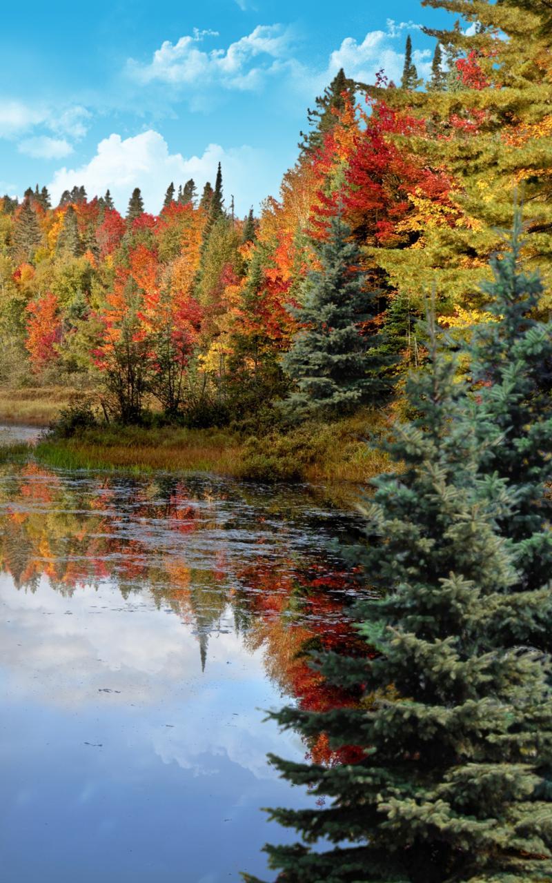Forest, waterfall, lake