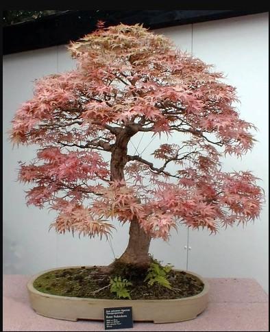 bonsai plants