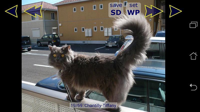 Cute Cat Breeds Wallpapers