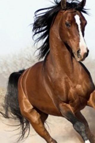 Arabian Horse Wallpapers