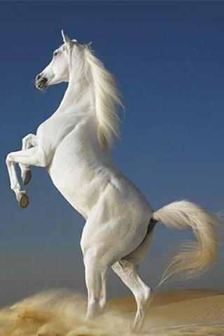 Arabian Horse Wallpapers